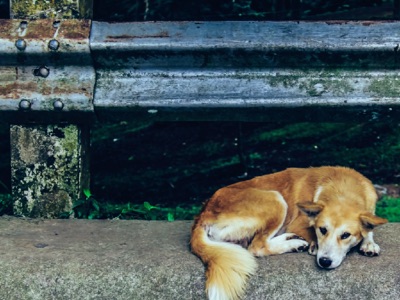 加州 DMV驾照笔试第27题相关图片